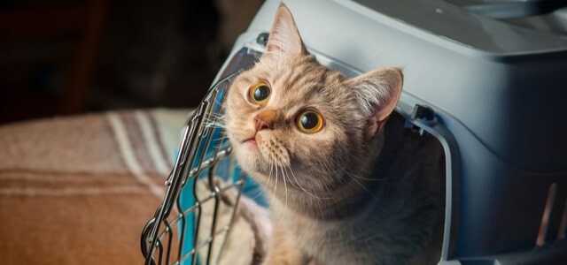 Katze schaut aus offener Transportbox