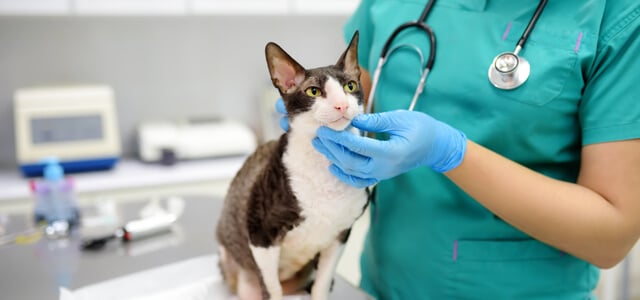 Katze beim Arzt