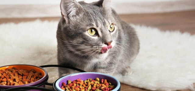 Katze mit Arthrose frisst Trockenfutter