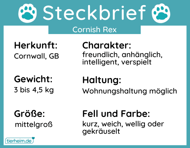 Steckbrief Cornish Rex