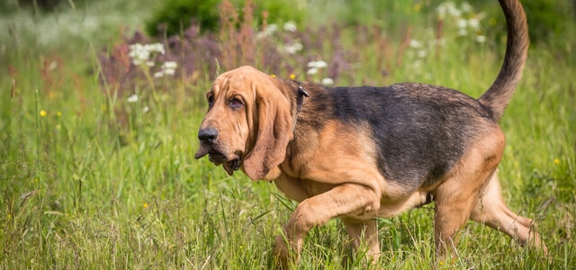 Bloodhound im Garten