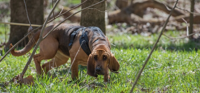 Bloodhound schnüffelt