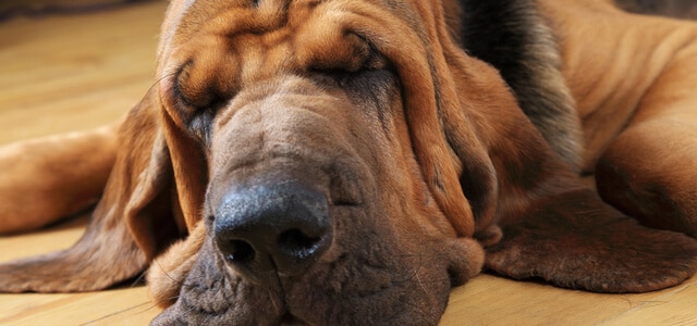 Bloodhound schläft