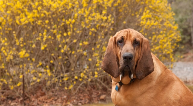 Bloodhound in Natur