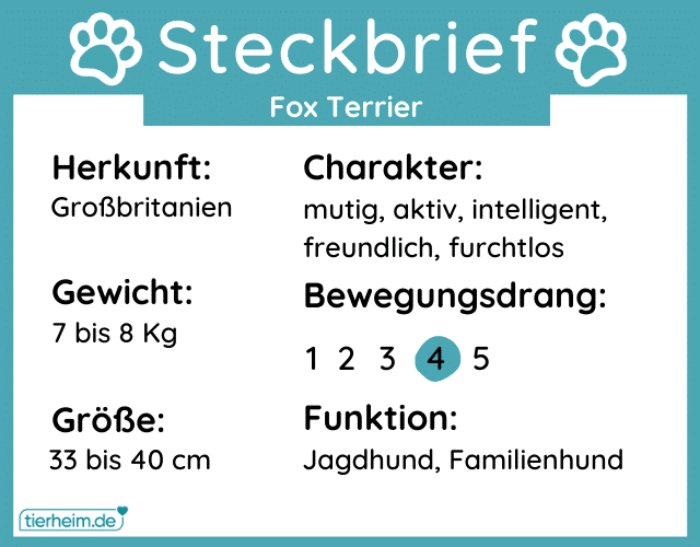 Steckbriefe Fox Terrier