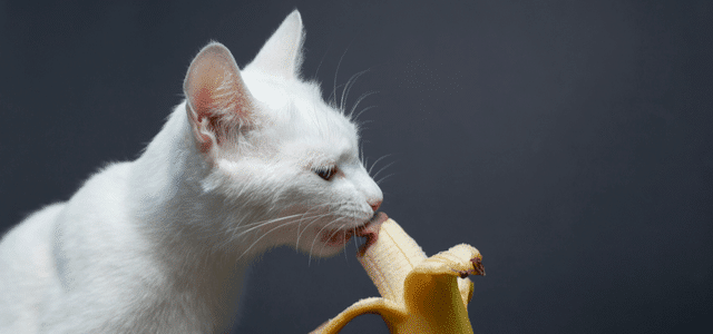 Katze isst Banane