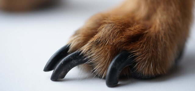 Gymnast matrix Kriger Krallen schneiden Hund – so machst du es richtig
