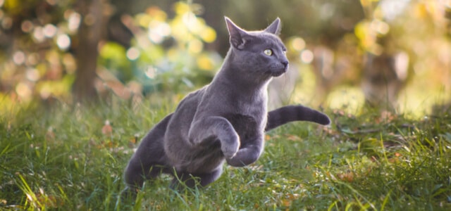 Katze springt im Garten