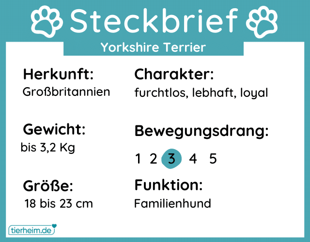 Steckbriefe Yorkshire Terrier