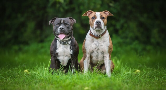Zwei Listenhunde sitzen auf Wiese
