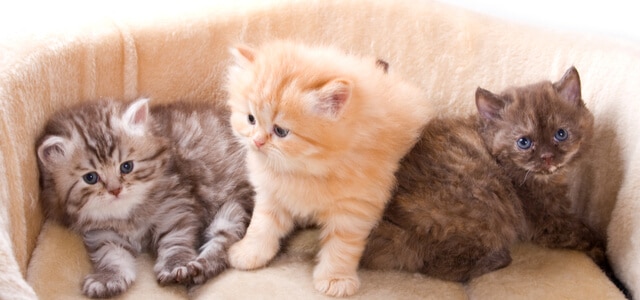Verschiedene Kitten