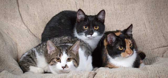 Drei verschiedene Katzen