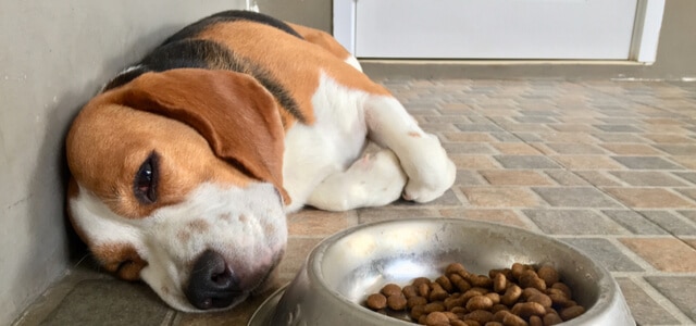 Hund mit Arthrose verweigert Futter