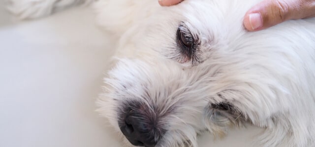 Kleiner Hund mit Arthrose wird untersucht