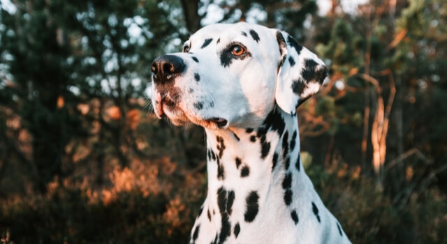 Dalmatiner im Portrait