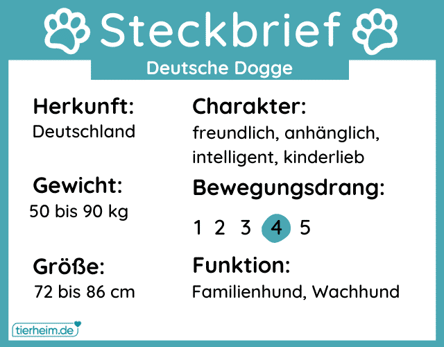 Steckbrief Deutsche Dogge
