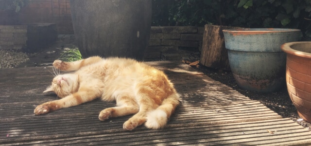 Katze entspannt im sicheren Garten