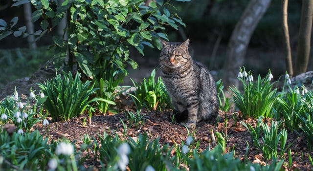Katze sitzt im sicheren Garten