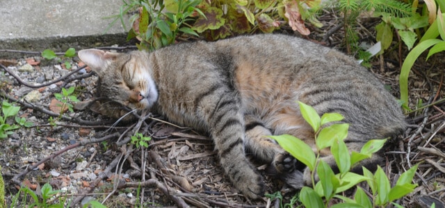 Katze schläft im Garten