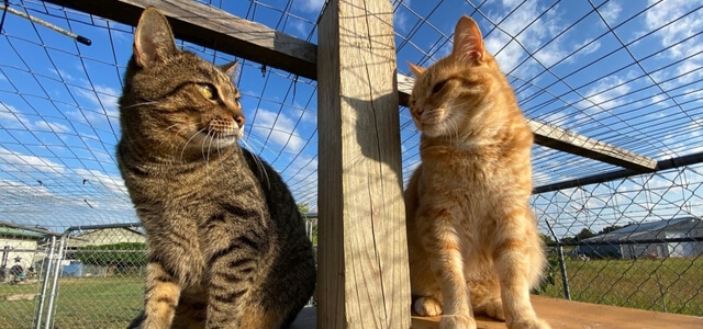 Zwei Katzen im Garten