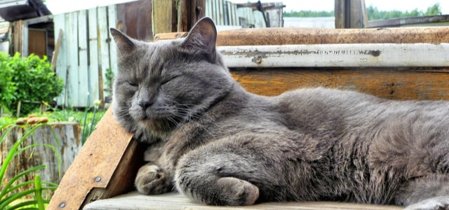 Kartäuser Katze schläft auf Treppe