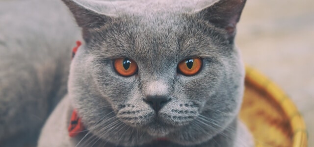 Kartäuser Katze mit roten Augen