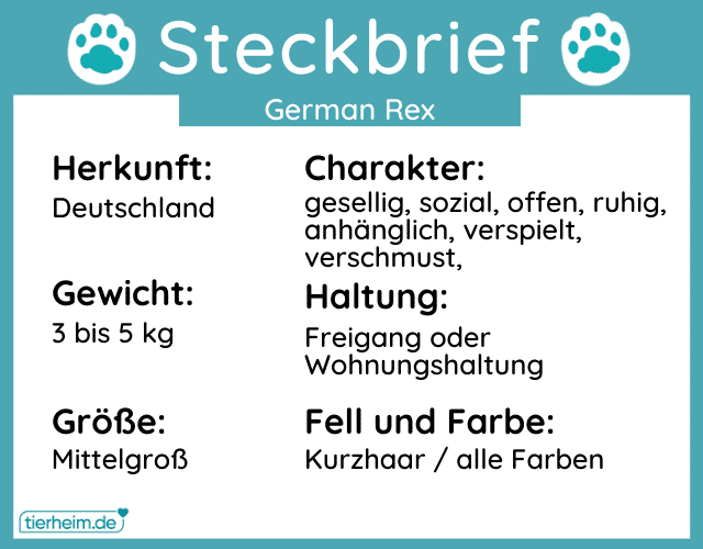 Steckbriefe german rex