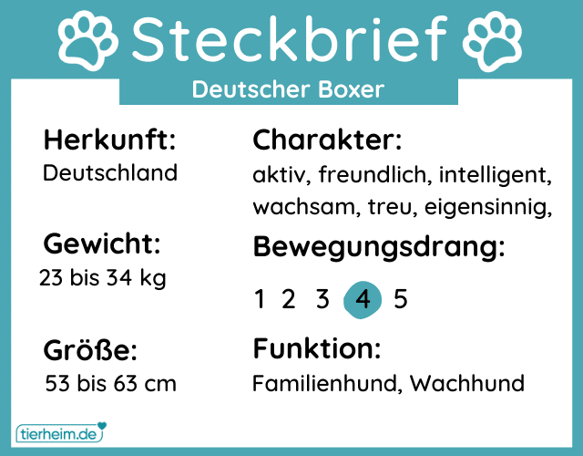 Steckbriefe Deutscher Boxer
