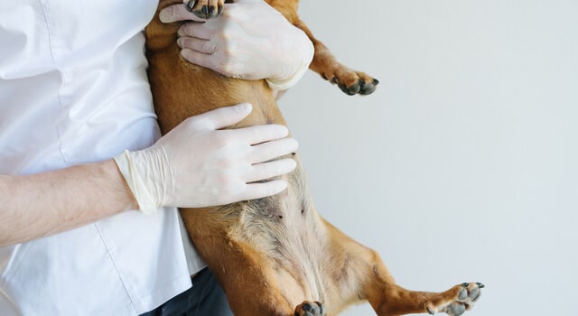 Tierarzt fühlt Hundebauch