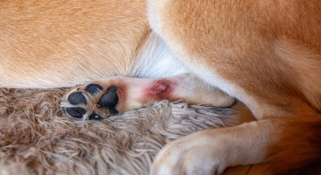 vigtigste Logisk ødemark Hotspot Hund – Was ist das und wie kannst du es behandeln?