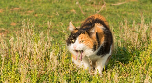 Katze erbricht Gras
