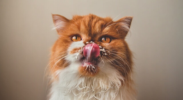 Katze leckt Milch von Lippen