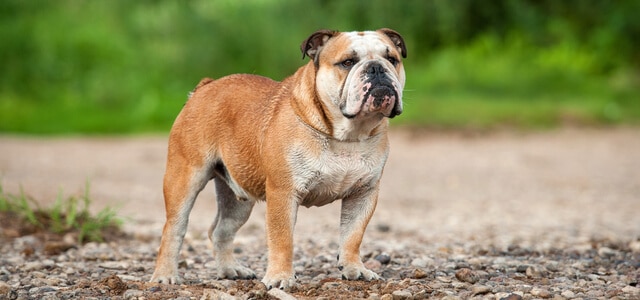 Englische Bulldogge in Natur