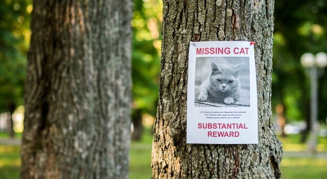 Poster mit entlaufener Katze