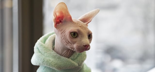 Sphynx Katze mit Pullover