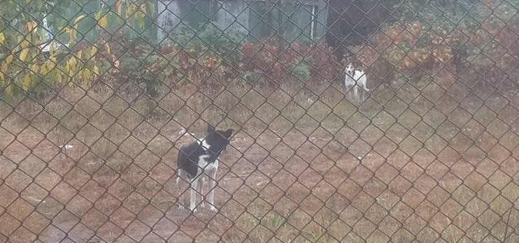 Verlassene Hunde in der Ukraine