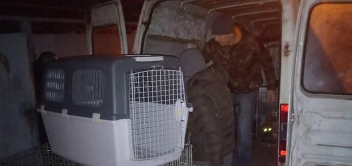 Hunde wird aus der Ukraine transportiert