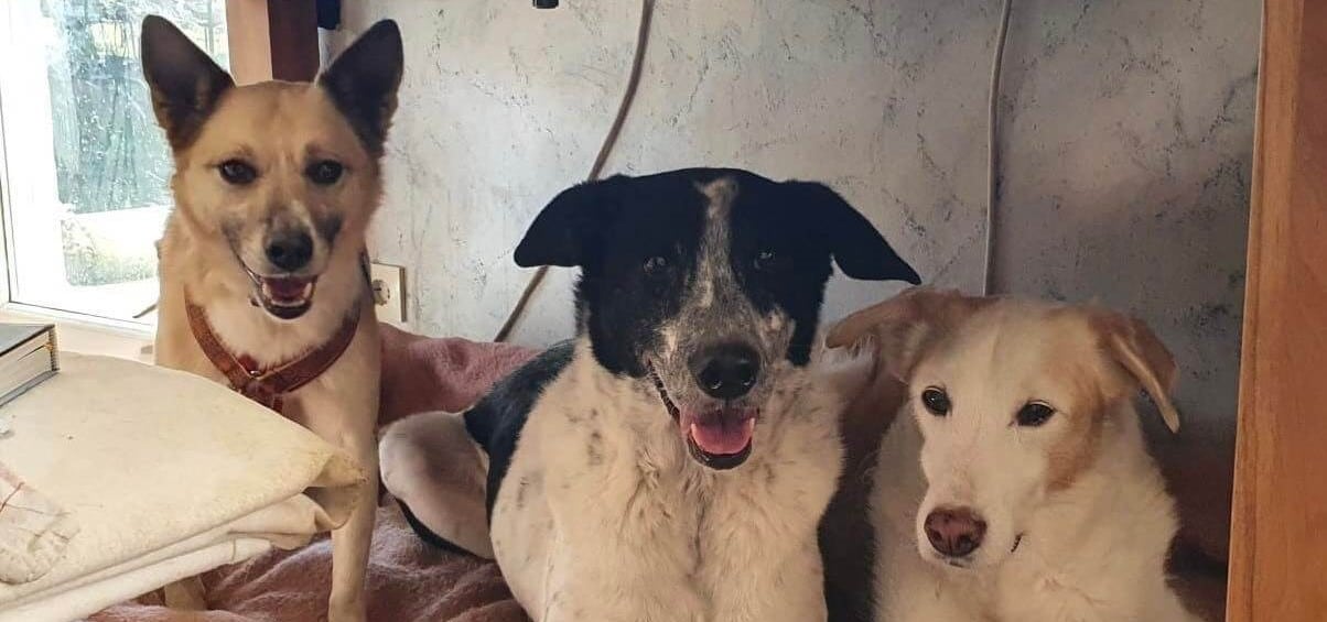 Hunde aus der Ukraine gerettet