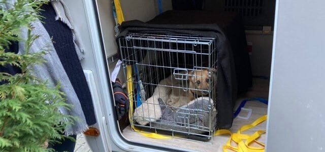 Hund wird aus der Ukraine gerettet