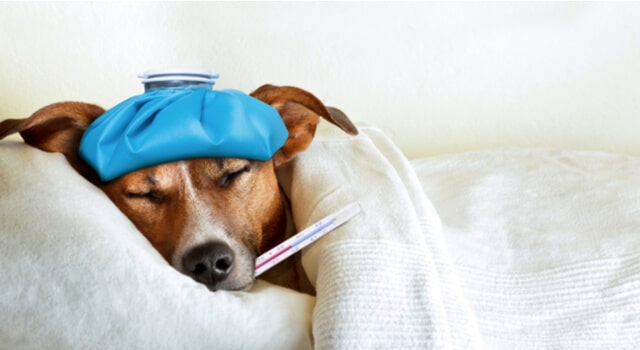 Kranker Hund mit Thermometer im Mund