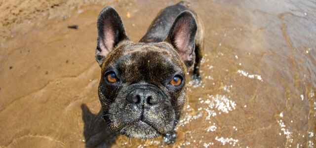 Französische Bulldogge am Strand