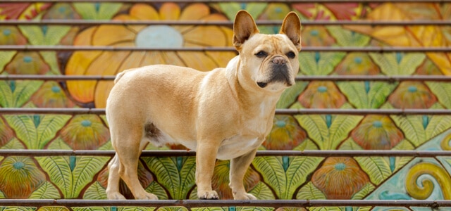 Französische Bulldogge am auf Treppe