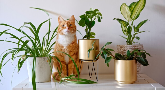 Katze zwischen verschiedenen Pflanzen