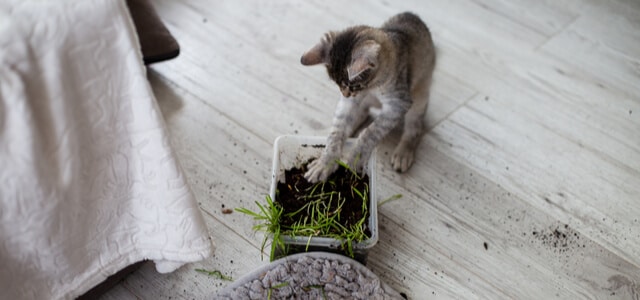 Kitten spielt mit Pflanze