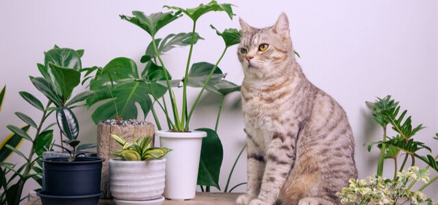 Katze neben Pflanzen