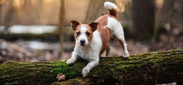 Jack Russel Terrier spielt im Wald