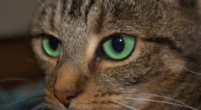 Katze mit Grünen Augen