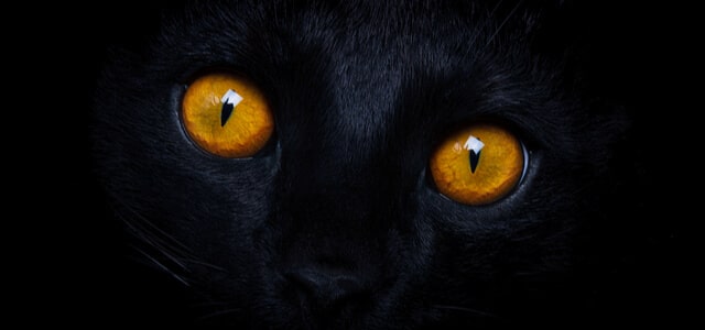 Nahaufnahme von schwarzer Katze mit strahlenden Augen