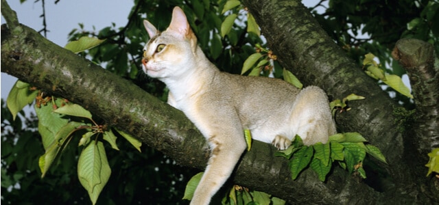 Singapura Katze im Baum