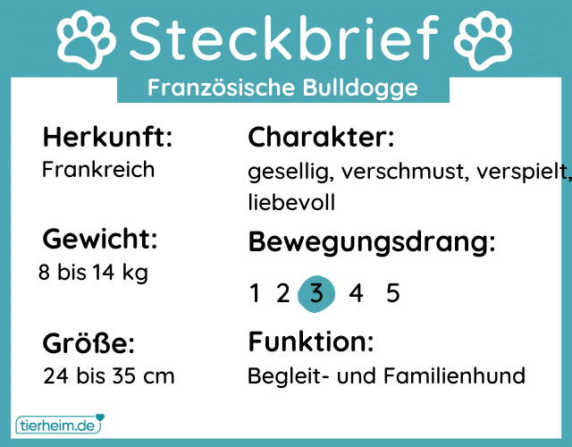 Steckbriefe Frenchie